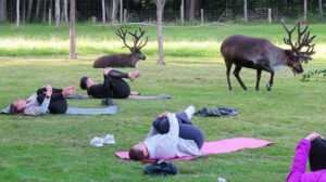 Yoga with reindeer at Shortsville Reindeer Farm, 4285 Shortsville Road, Shortsville.
