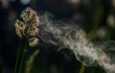 Allergy and Mast Cell Activation Syndrome